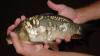 Mirror (King Carp)